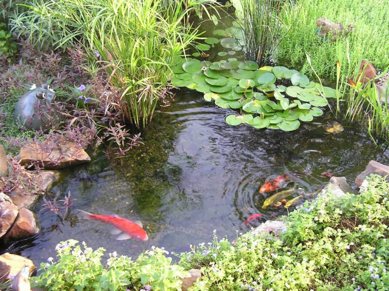 Organic Ecosystem Ponds